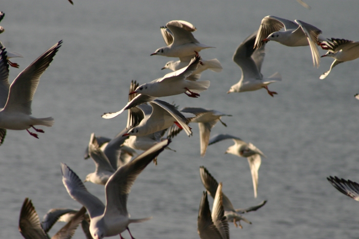 Mouettes - cygnes Vevey - 058